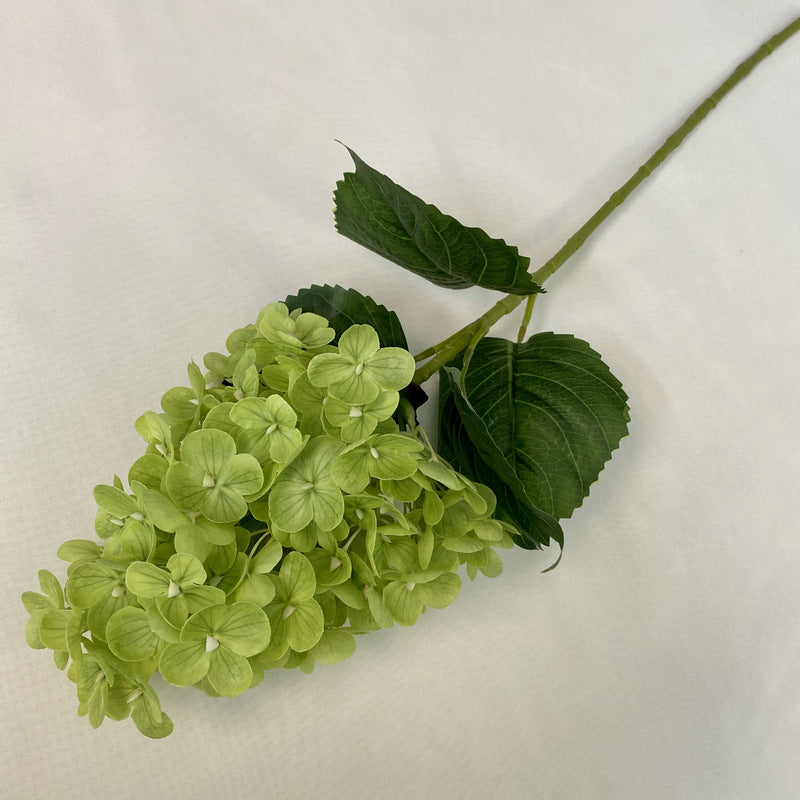 H0042 Hydrangea