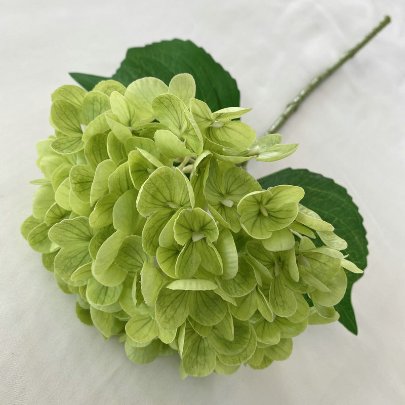 H0021 Hydrangea