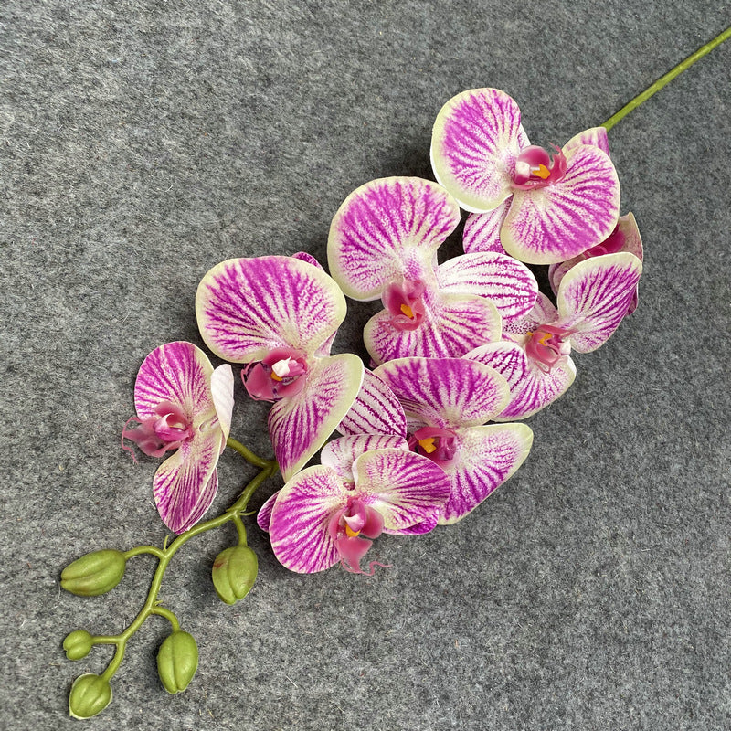 O0017 Single color printed Phalaenopsis