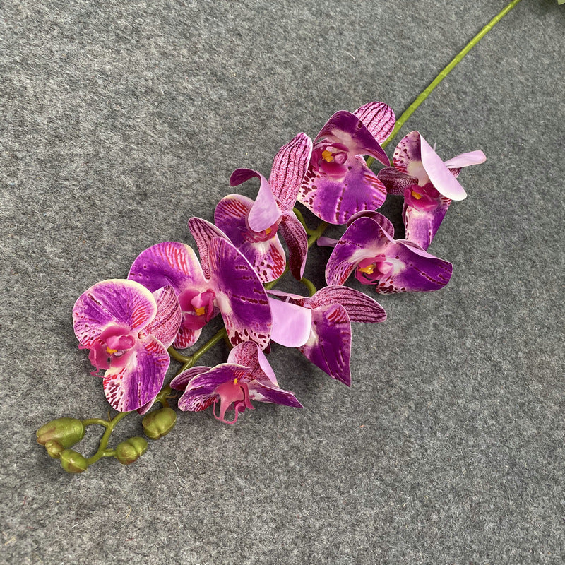 O0017 Single color printed Phalaenopsis