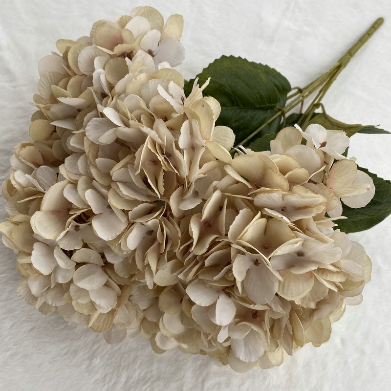 H0025 Hydrangea