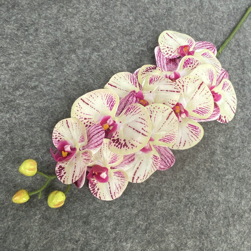 O0017 Single color printed Phalaenopsis