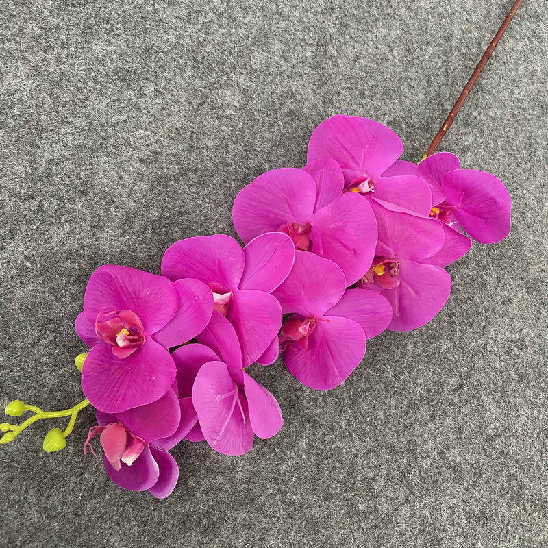 O0008 New single nine-headed Phalaenopsis