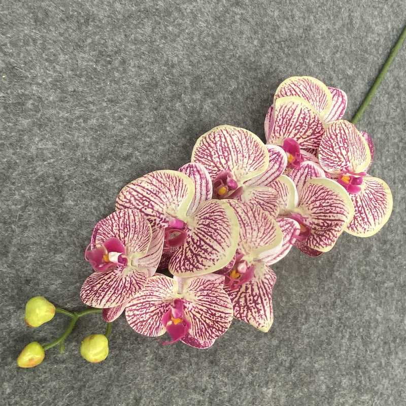 O0017 Single color printed Phalaenopsis