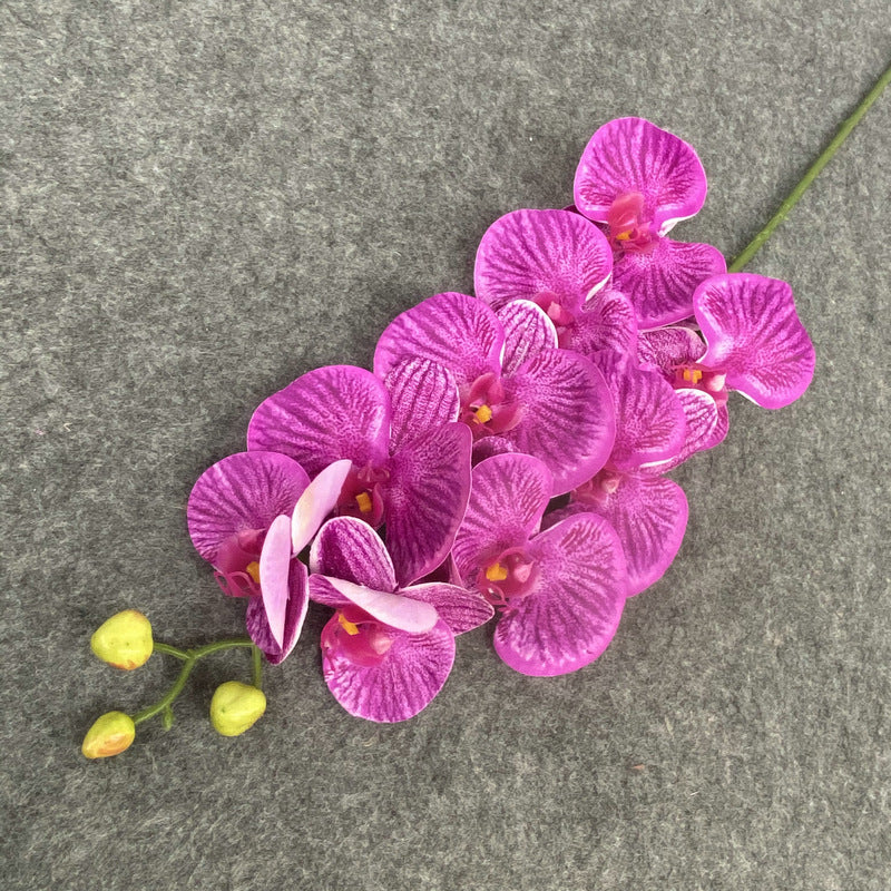 O0017 Single color printed Phalaenopsis