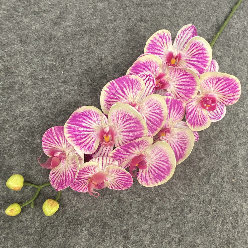 O0017 Single color printed Phalaenopsis