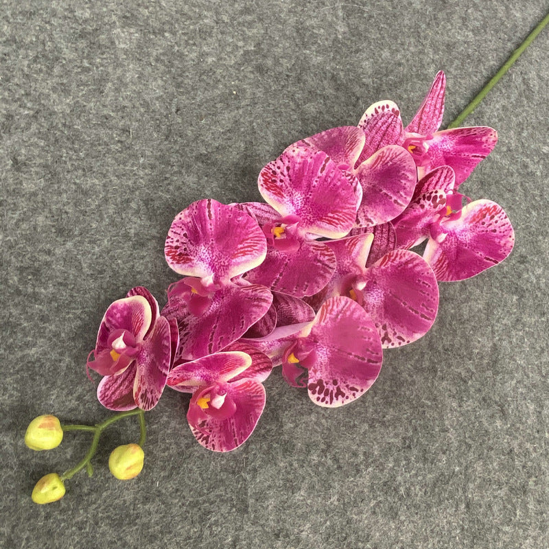 O0017 Single color printed Phalaenopsis