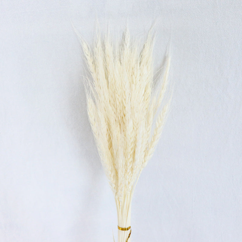 wheat 01