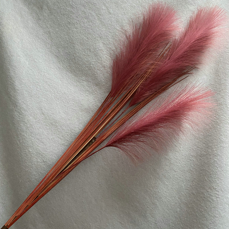 Reed grass 010