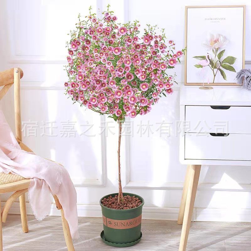 potted  plant 01