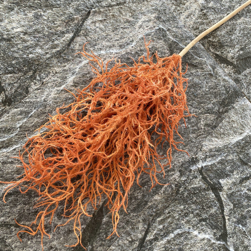 Reed grass 006