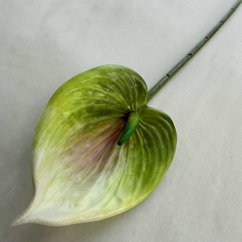 Calla lily 003