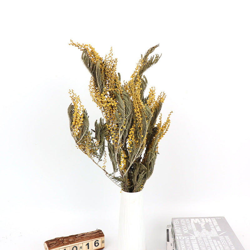 Golden Acacia 01