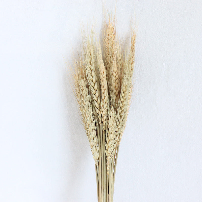 wheat 01