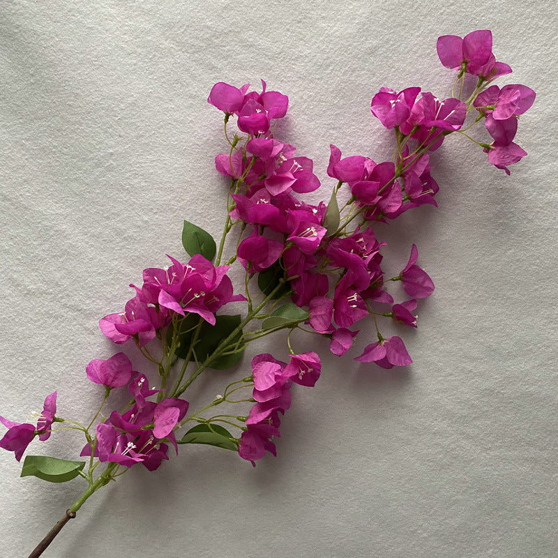 Plum Blossom001