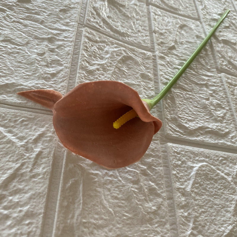 Calla lily 001