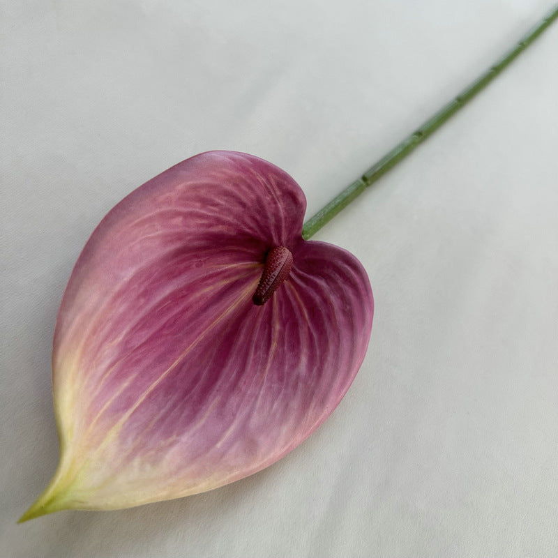 Calla lily 003