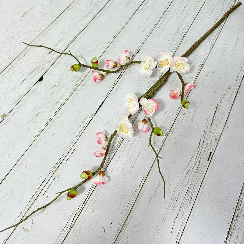 plump blossom007