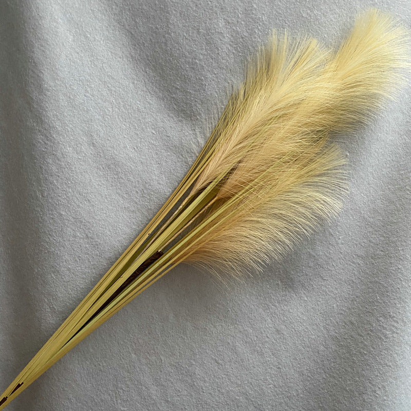 Reed grass 010
