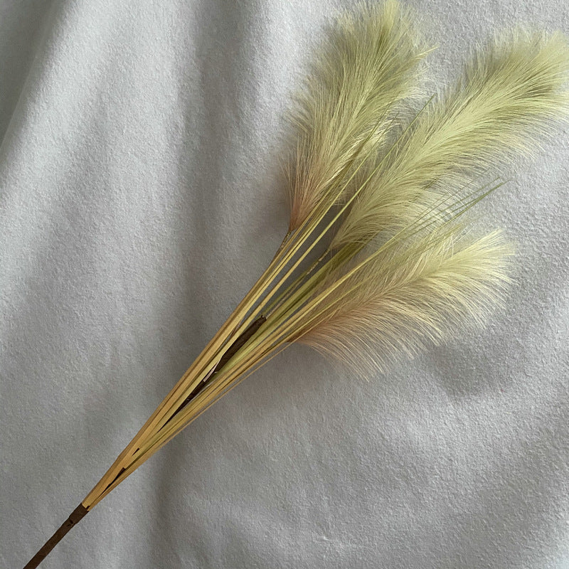 Reed grass 010