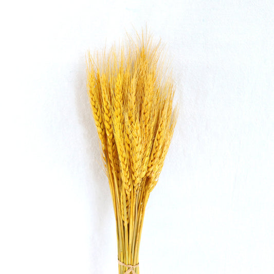 wheat 01