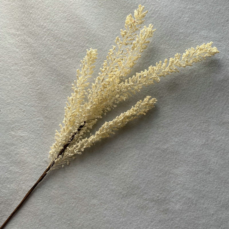 Reed grass 009