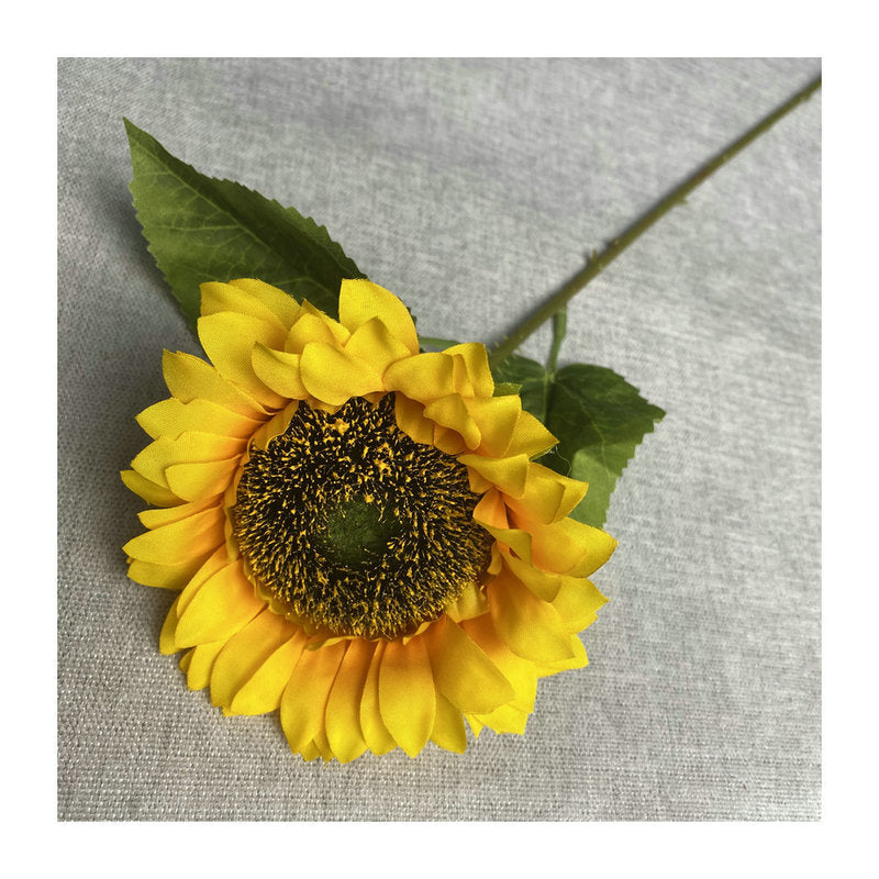 Sunflower 003