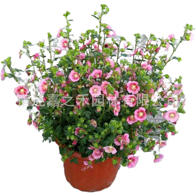 potted  plant 01