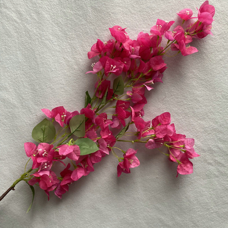 Plum Blossom001