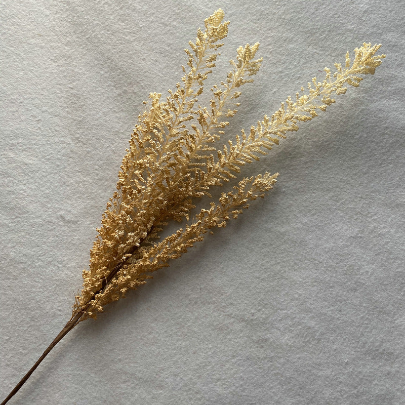 Reed grass 009
