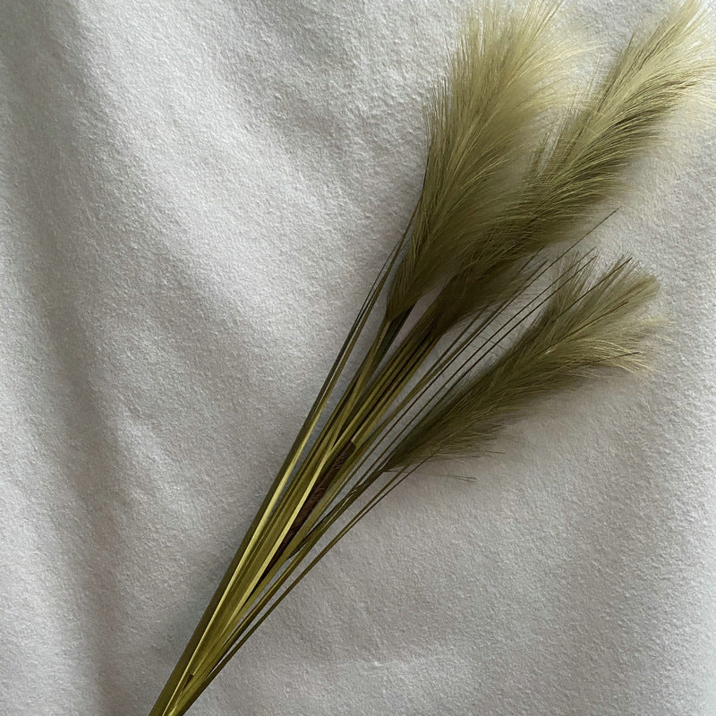 Reed grass 010