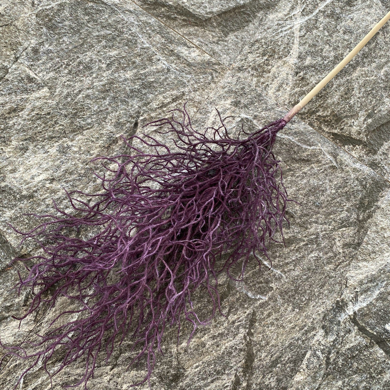 Reed grass 006