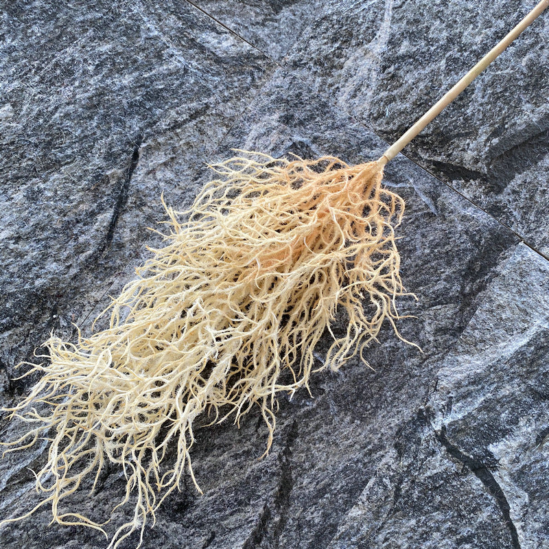 Reed grass 006
