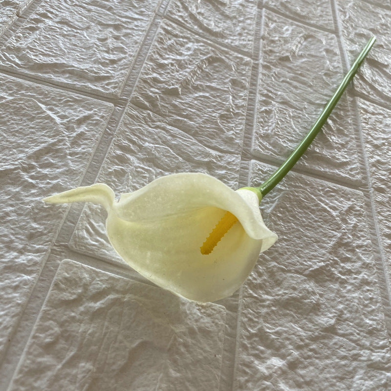 Calla lily 001